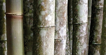 bamboo-aged