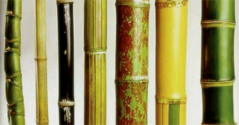 bamboo-types